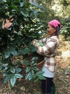 Wishing Star Cottage