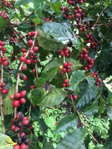 Wishing Star Cottage