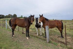 The Shaddy Rest secluded resort for the perfect romantic getaway - Ubytování bez kategorie ve městě Orange