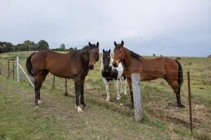 The Shaddy Rest secluded resort for the perfect romantic getaway - Mandurama