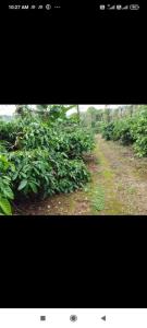 Estate villa homestay