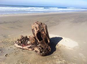 Appartements Biscarrosse classe 2 etoiles proche Latecoere : photos des chambres