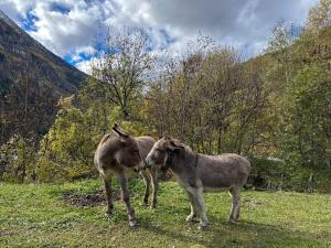Appartements CozyLoge, Orelle & Les 3 vallees : photos des chambres