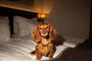 Double Room - Pets allowed room in Hotell Lappland