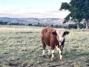Country charm on acreage - Nanango