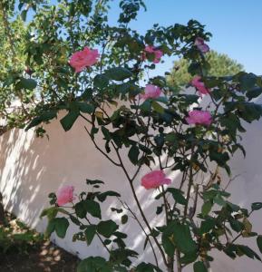 Villa Vacanze Perla del Salento - Casa Vacanze San Pietro in Bevagna - SALENTO - Puglia - ITALY