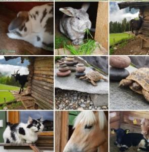 Alpenpension Ettlerlehen Ferienwohnungen