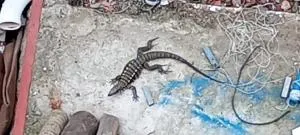 SONHO DO VALE - Baía Nova