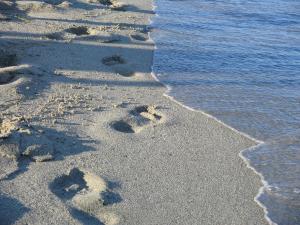 Hotel White Rose Beach Pieria Greece