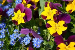 TOP BELLAVISTA MOLVENO