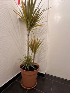 Appartements The Jungle SPA Strasbourg : photos des chambres