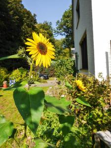 Ferienwohnung Unter den Linden