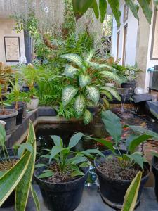 Double N Guesthouse Sanur Bali