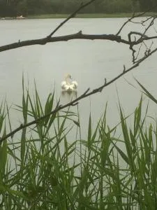 Tamminiemen Lomamökit - Vuosnainen