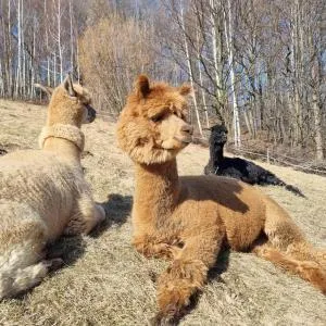 Zagroda AlpakoTerapii - Kamień