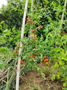 Villas Maisonnette provencale : photos des chambres