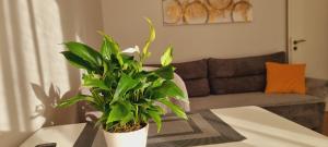 Comfy apartment- Sunny balcony