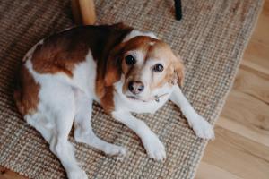 Lexton House - Luxurious Cottage