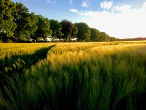 NEU! FeWo Schwalbennest Nähe Plauer See