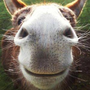 Casa Nova - 3hvězdičkové hotely ve městě Apúlia