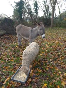 STUDIO indépendant Segré