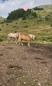 Merlin Malga San Giorgio 6