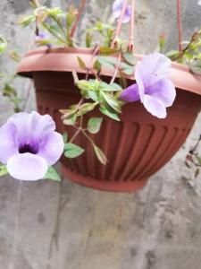 Shanthi Villa Home-stay