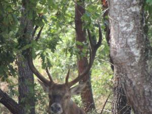 Villas ENTRE CHEVREUIL ET CERF : photos des chambres