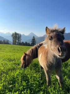 Tiefentalhof - Urlaub am Bauernhof