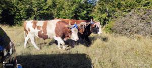 Weekend house in the Piva nature park