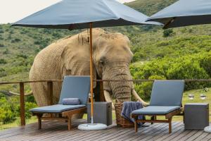 Barefoot Addo Elephant Lodge - Luxury Family Villa