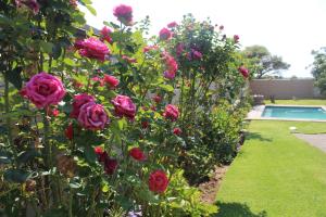 Lapeng La Heso guest