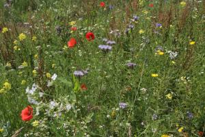 Sfeervol chalet midden in de natuur