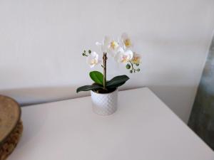 Napoleon 4A with pool close to the beach