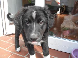 Chalet Ferienhaus Duhra Peitz Allemagne