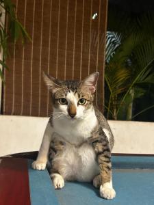 SYRI Boutique Guesthouse Restaurant & Cafe