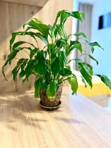 OSapart hotel in a complex Semycvit 5