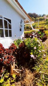 Campos De Elohim