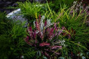 Pensiune Restaurant Lyra