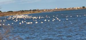 La Fleur de Roseau 200m de la plage 300 m des Commerces