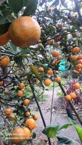 Montavilla Eden Homestay Sittong