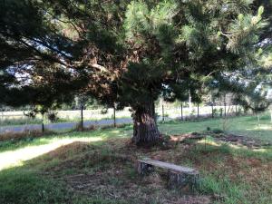 Tiny House, Tiny Black Frutillar