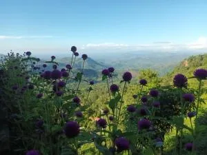 ARROW views - Nikapotha