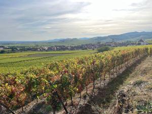Maisons de vacances Au coeur du vignoble Alsacien : photos des chambres