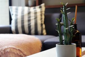 Design Studio in Roma Norte - Walk Everywhere