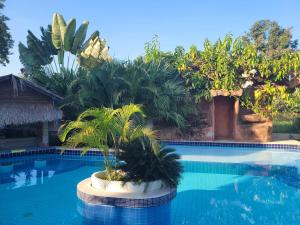 Mister check paradise