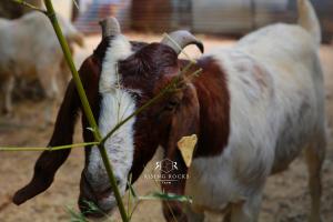 Tranquil Mountain Cottage :HikesBomaAnimalsPool