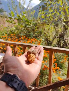 Renuka homestay and cafe