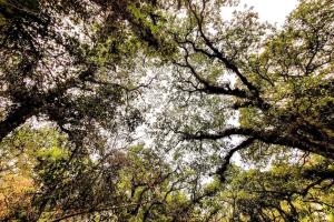 The Red Cabin at the bottom of Tepoztláns Forest