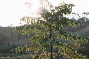 TinyWine House Vale dos Vinhedos - Cabana Chardonnay